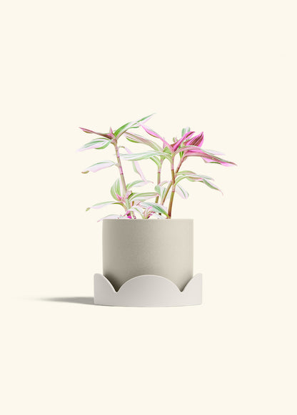 Tradescantia Nanouk in a 6 inches Oat Classic Cylinder Planter in a Oat Petal Drip Tray