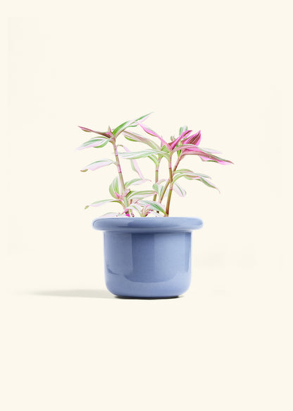 Tradescantia Nanouk in a 6 inches Fat Lip Blue Planter 