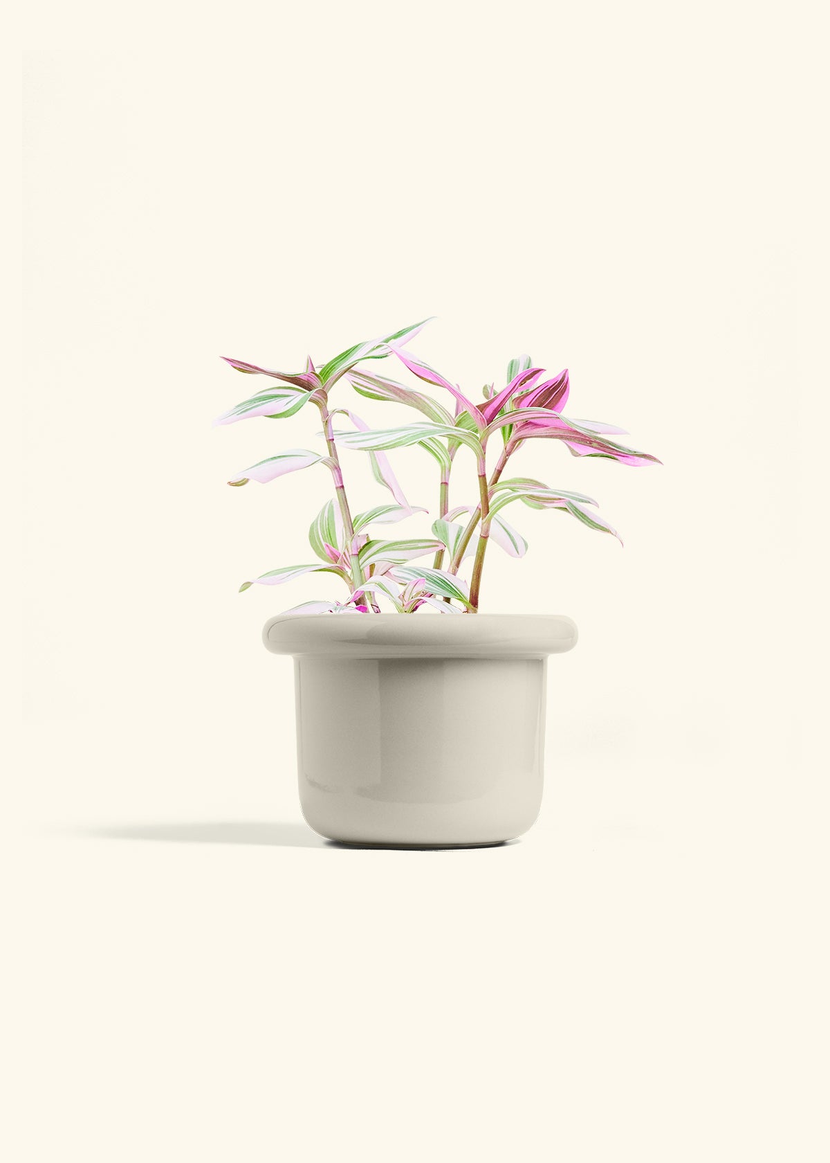 Tradescantia Nanouk in a 6 inches Fat Lip Oat Planter 