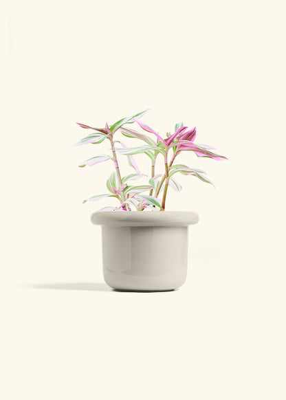 Tradescantia Nanouk in a 6 inches Fat Lip Oat Planter 