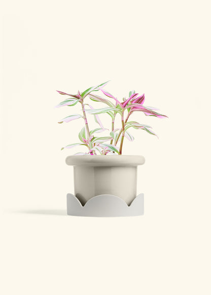 Tradescantia Nanouk in a 6 inches Fat Lip Oat Planter in a Oat Petal Drip Tray