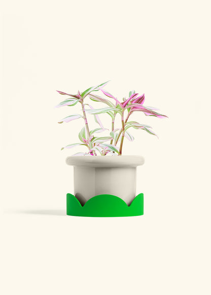 Tradescantia Nanouk in a 6 inches Fat Lip Oat Planter in a Shamrock Petal Drip Tray
