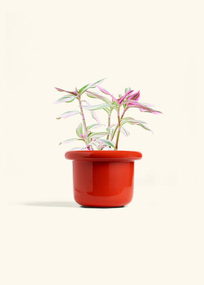 Tradescantia Nanouk in a 6 inches Fat Lip Red Planter 