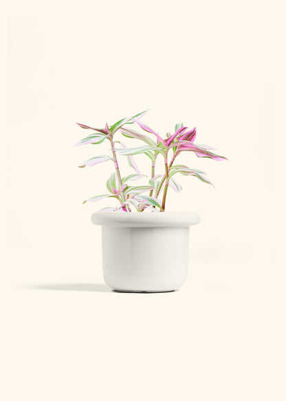 Tradescantia Nanouk in a 6 inches Fat Lip White Planter 
