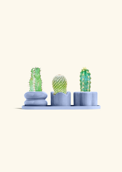 Baby Cactus Trio