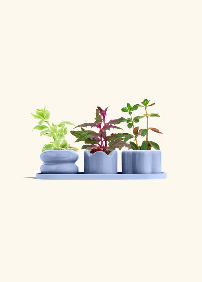 Mini Planter Trio, Cornflower