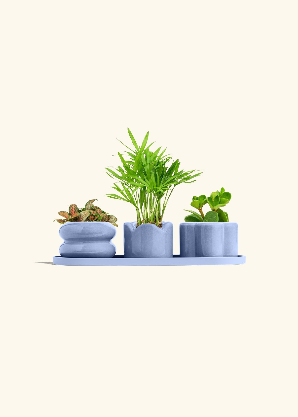 Mini Planter Trio, Cornflower