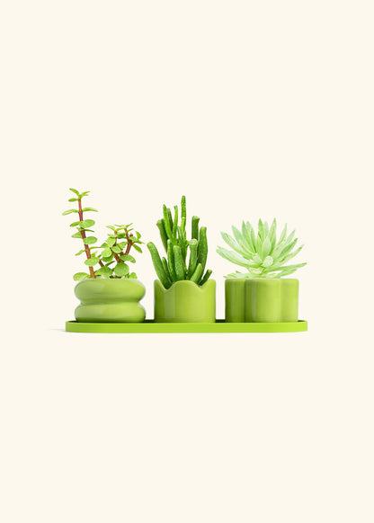 Mini Planter Trio, Lime