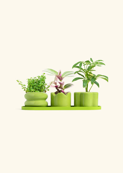 Mini Planter Trio, Lime