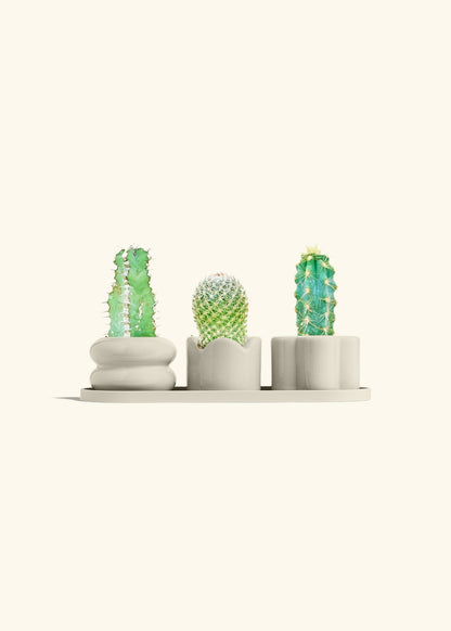 Baby Cactus Trio