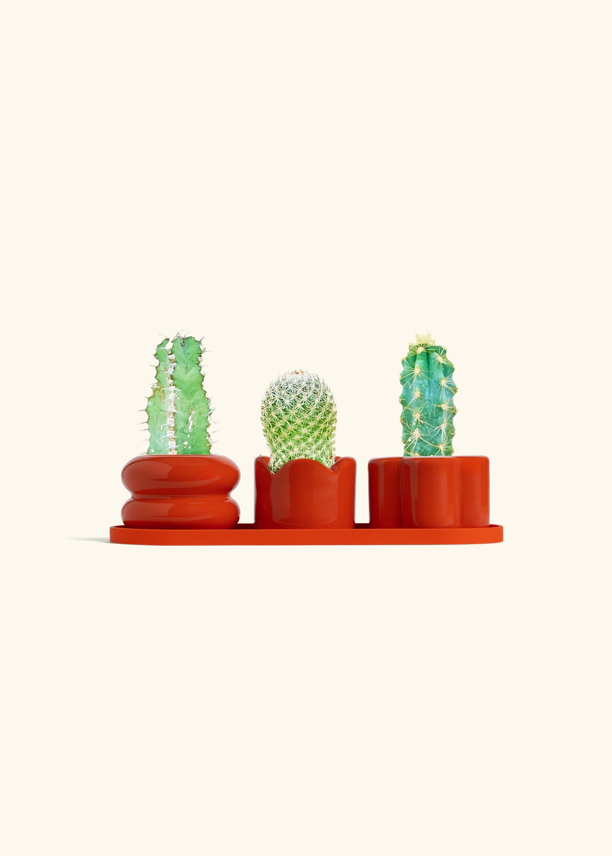 Baby Cactus Trio