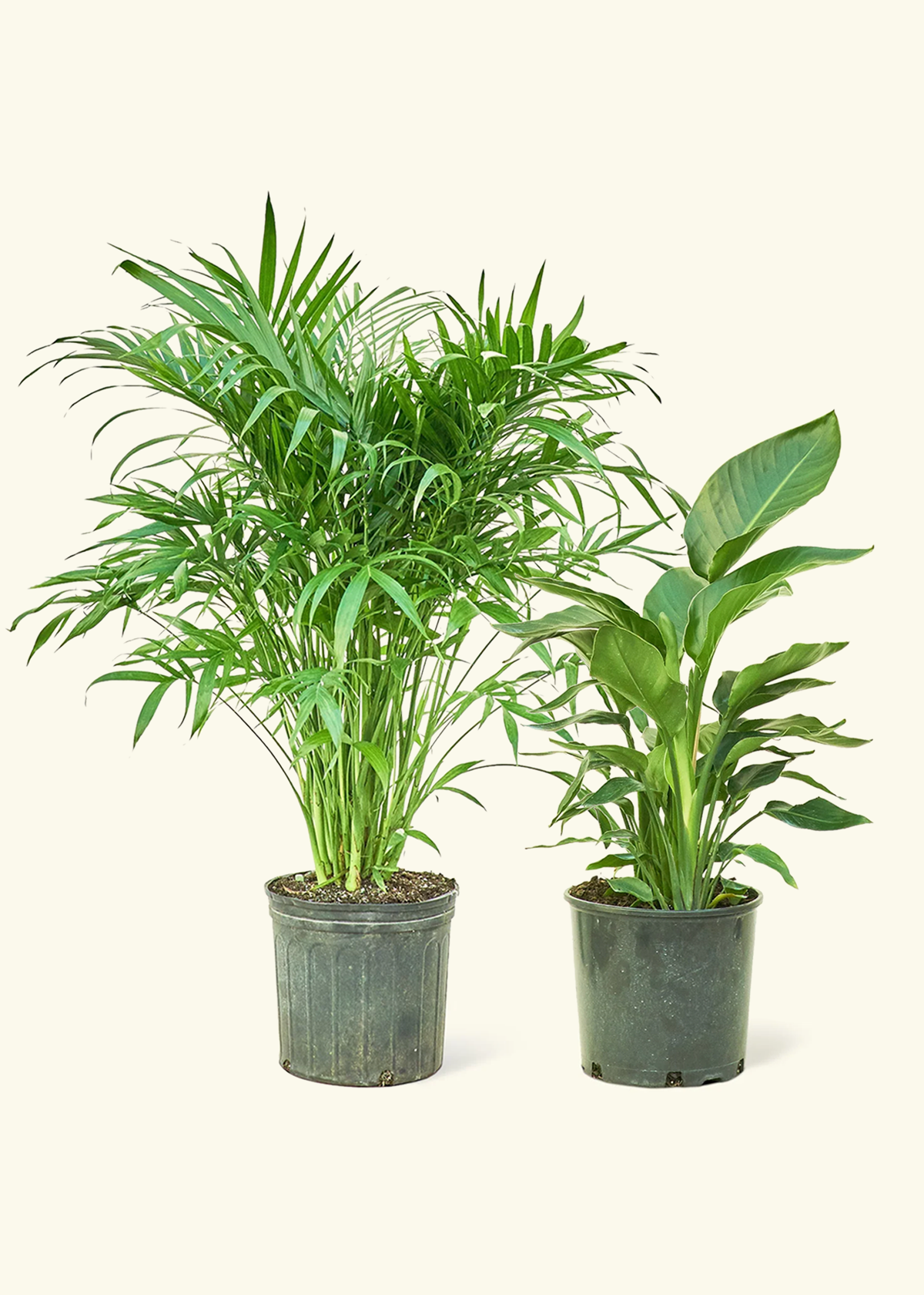 Tropical Duo - Large White Bird of Paradise and Cat Palm in a grow pot.