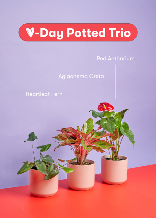 A V-Day Potted Trio - Heartleaf Fern, Aglaonema Creta and Red Anthurium in a Ceramic Planter Comes with three bags of Organic Potting Mix 
