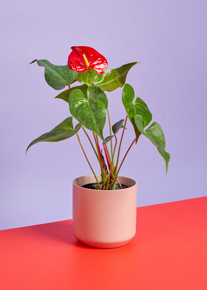 A V-Day Potted Trio - Anthurium Red with a Ceramic Planter