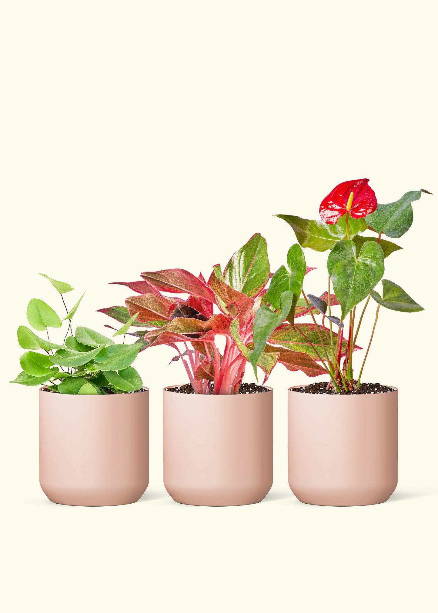 A V-Day Potted Trio - Heartleaf Fern, Aglaonema Creta and Red Anthurium in a Pink Ceramic Planter Comes with three bags of Organic Potting Mix
