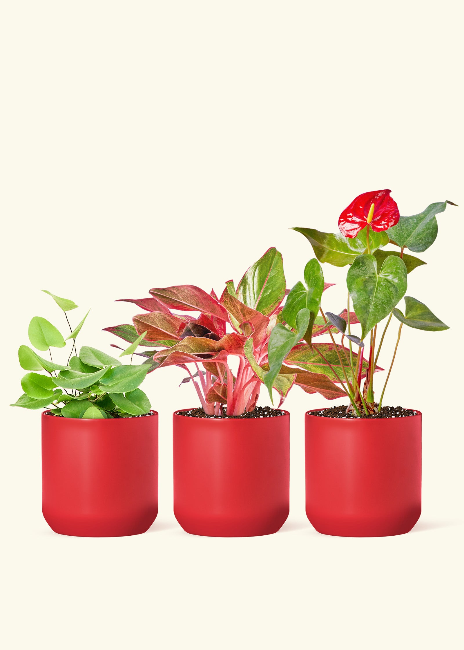 A V-Day Potted Trio - Heartleaf Fern, Aglaonema Creta and Red Anthurium in a Red Ceramic Planter Comes with three bags of Organic Potting Mix