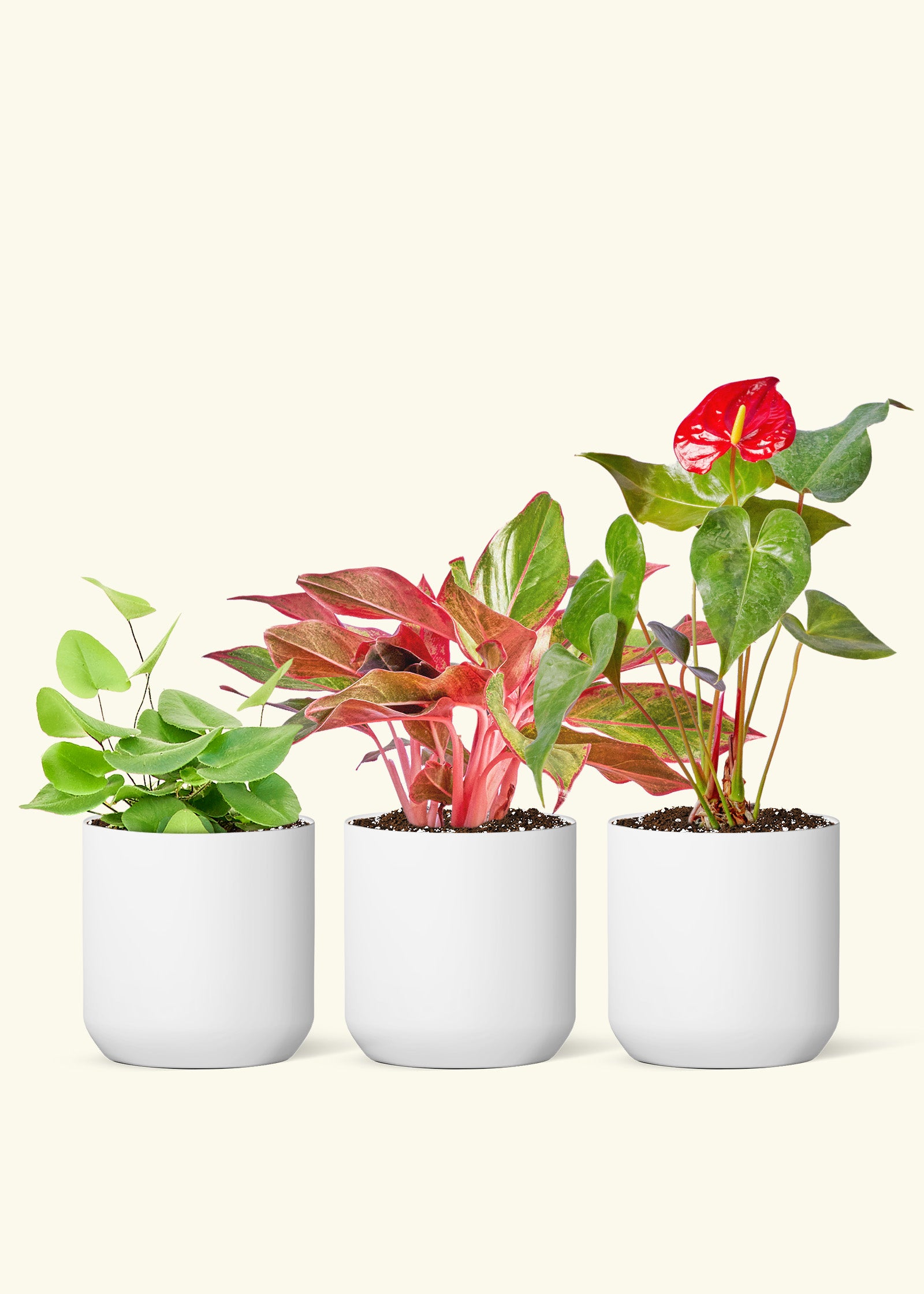 A V-Day Potted Trio - Heartleaf Fern, Aglaonema Creta and Red Anthurium in a White Ceramic Planter Comes with three bags of Organic Potting Mix