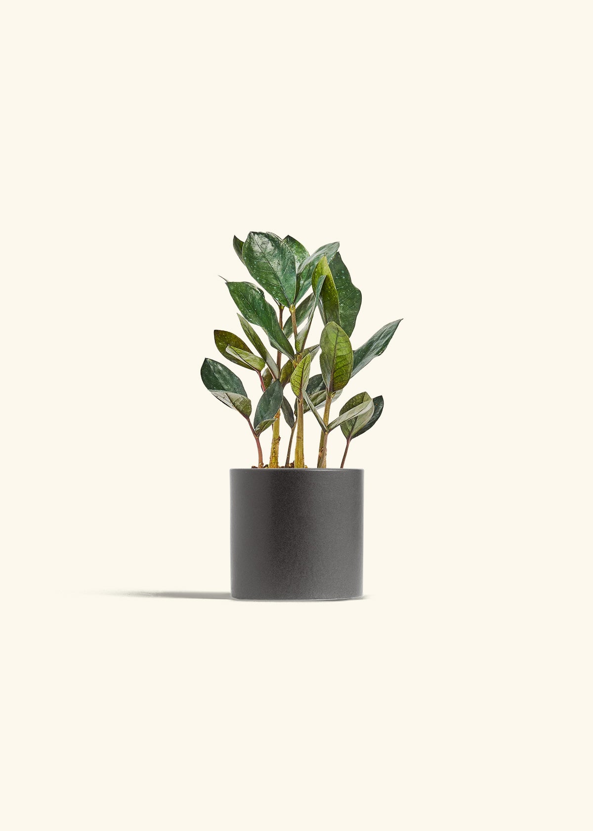 Black ZZ Plant in a 4 inches Charcoal Classic Cylinder Planter 