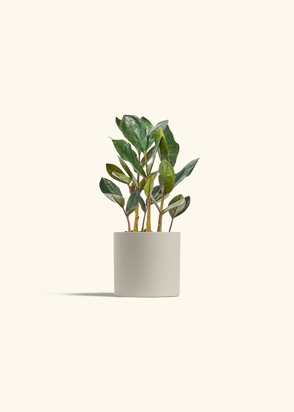 Black ZZ Plant in a 4 inches Oat Classic Cylinder Planter 