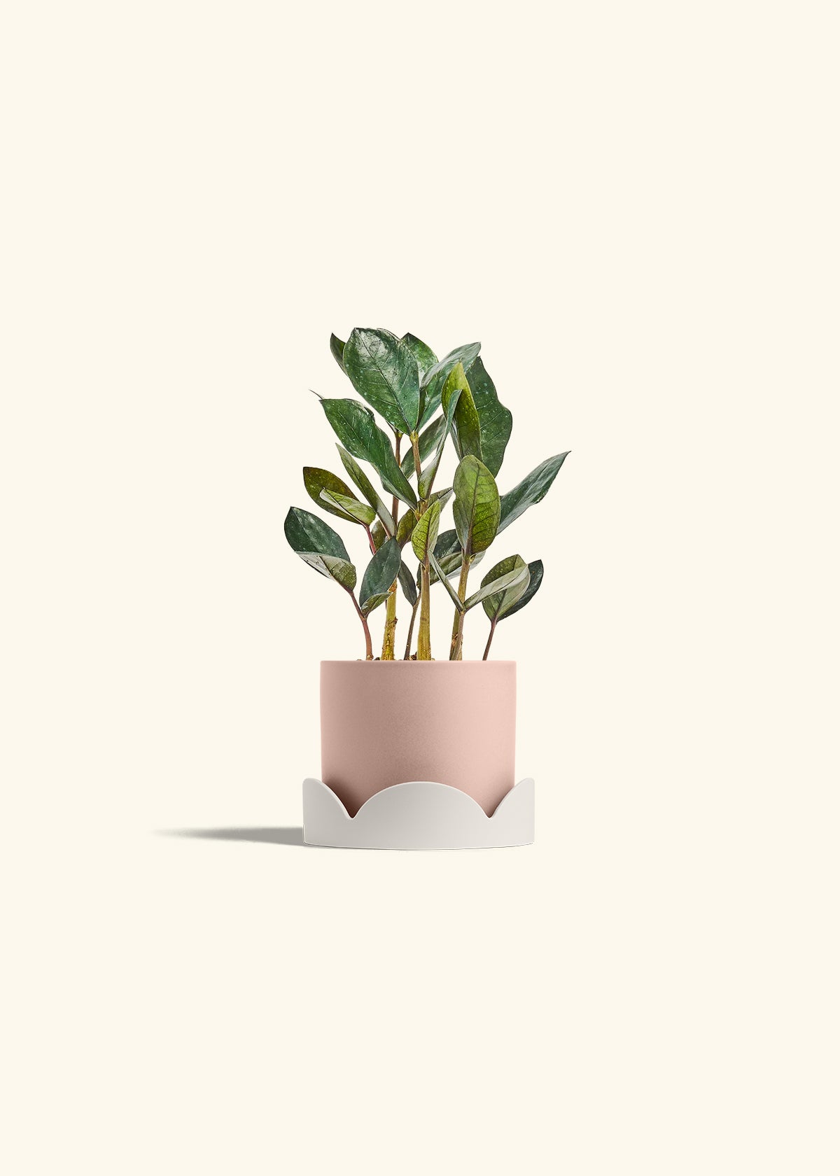 Black ZZ Plant in a 4 inches Pink Classic Cylinder Planter in a Oat Petal Drip Tray
