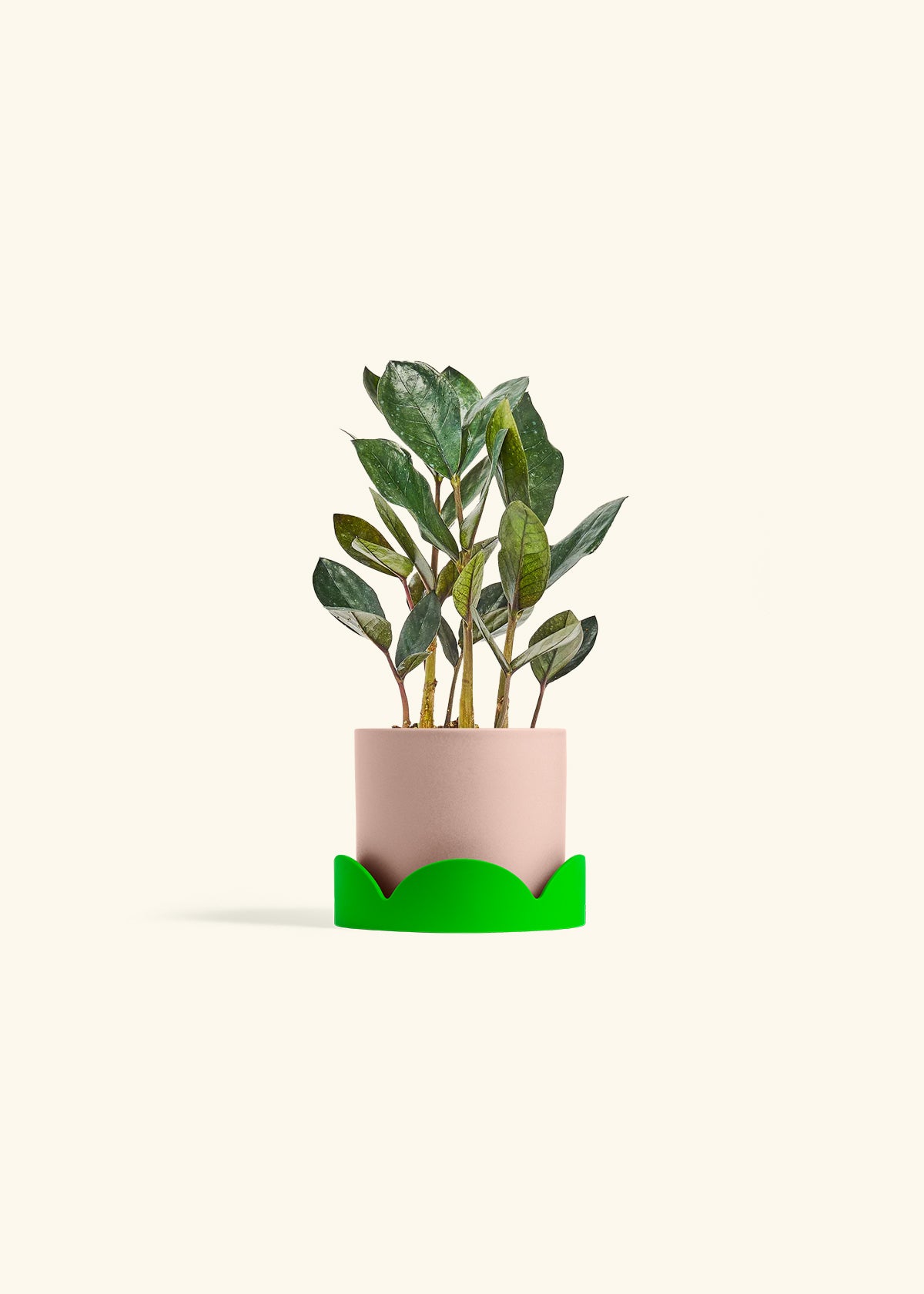 Black ZZ Plant in a 4 inches Pink Classic Cylinder Planter in a Shamrock Petal Drip Tray