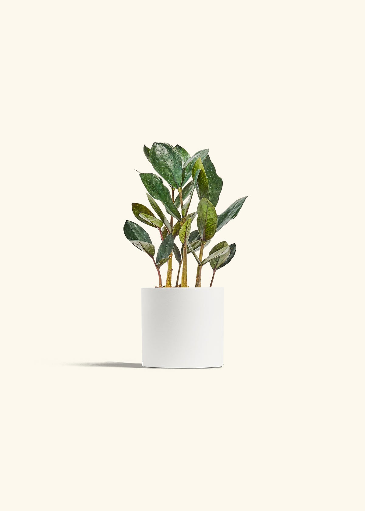 Black ZZ Plant in a 4 inches White Classic Cylinder Planter 