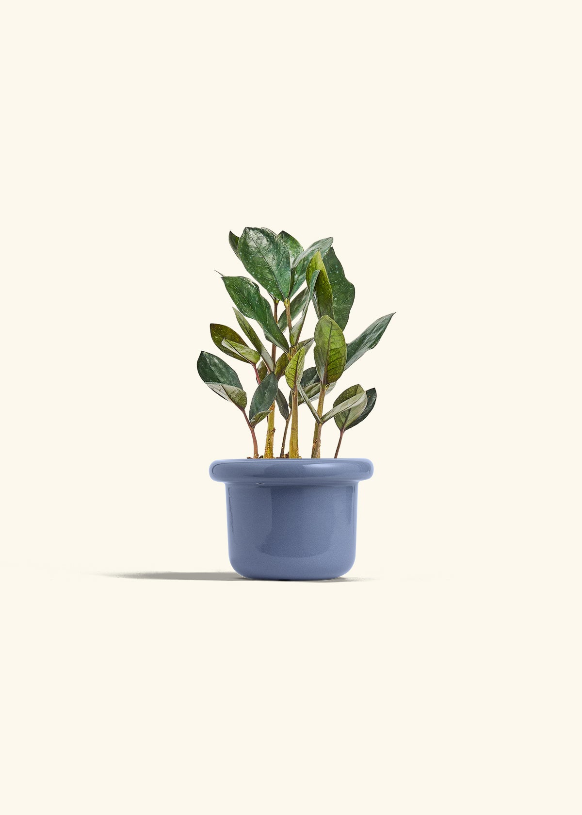 Black ZZ Plant in a 4 inches Fat Lip Blue Planter 