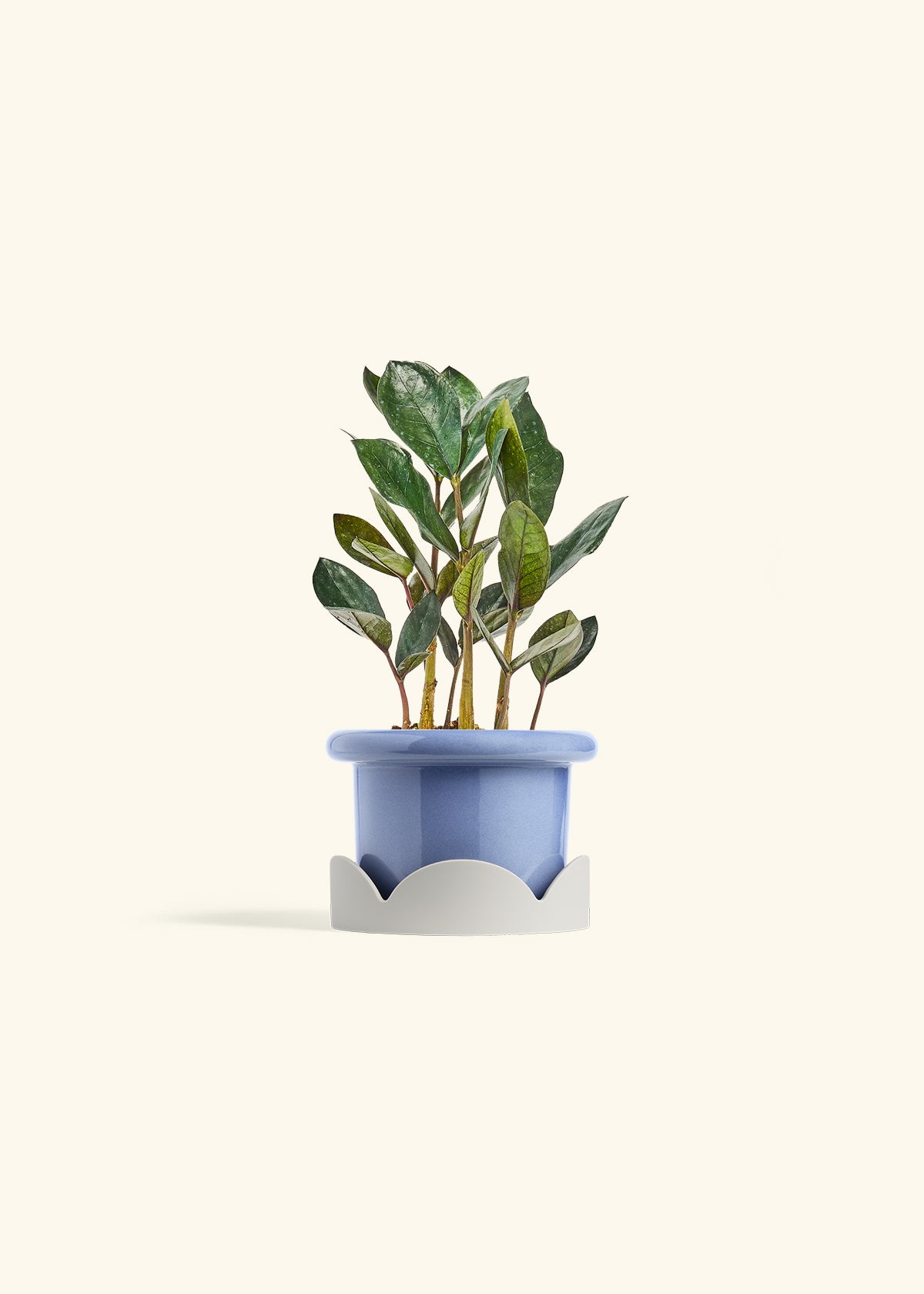 Black ZZ Plant in a 4 inches Fat Lip Blue Planter in a Oat Petal Drip Tray