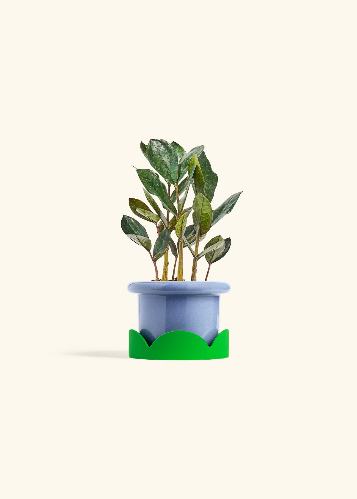 Black ZZ Plant in a 4 inches Fat Lip Blue Planter in a Shamrock Petal Drip Tray