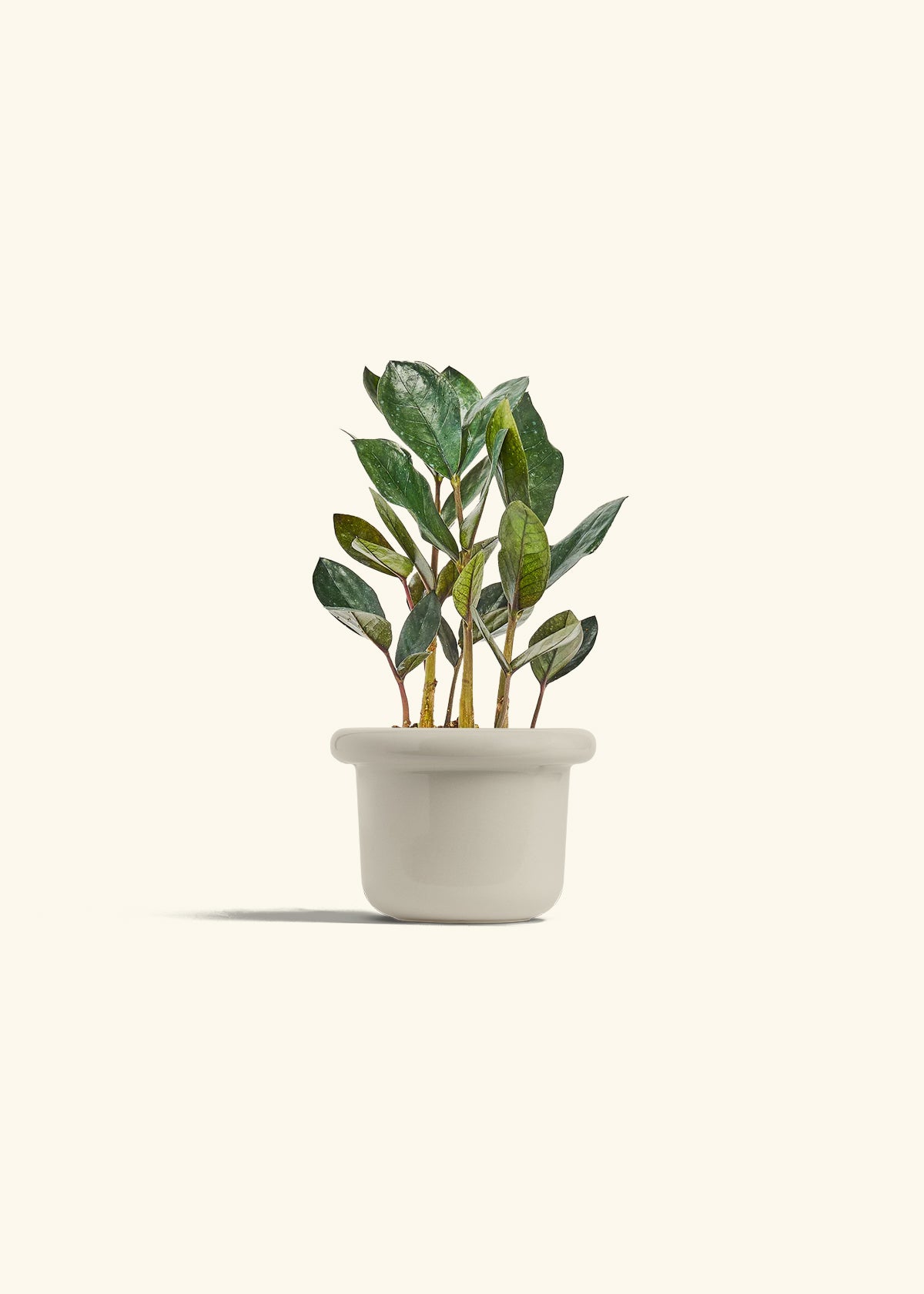 Black ZZ Plant in a 4 inches Fat Lip Red Planter 