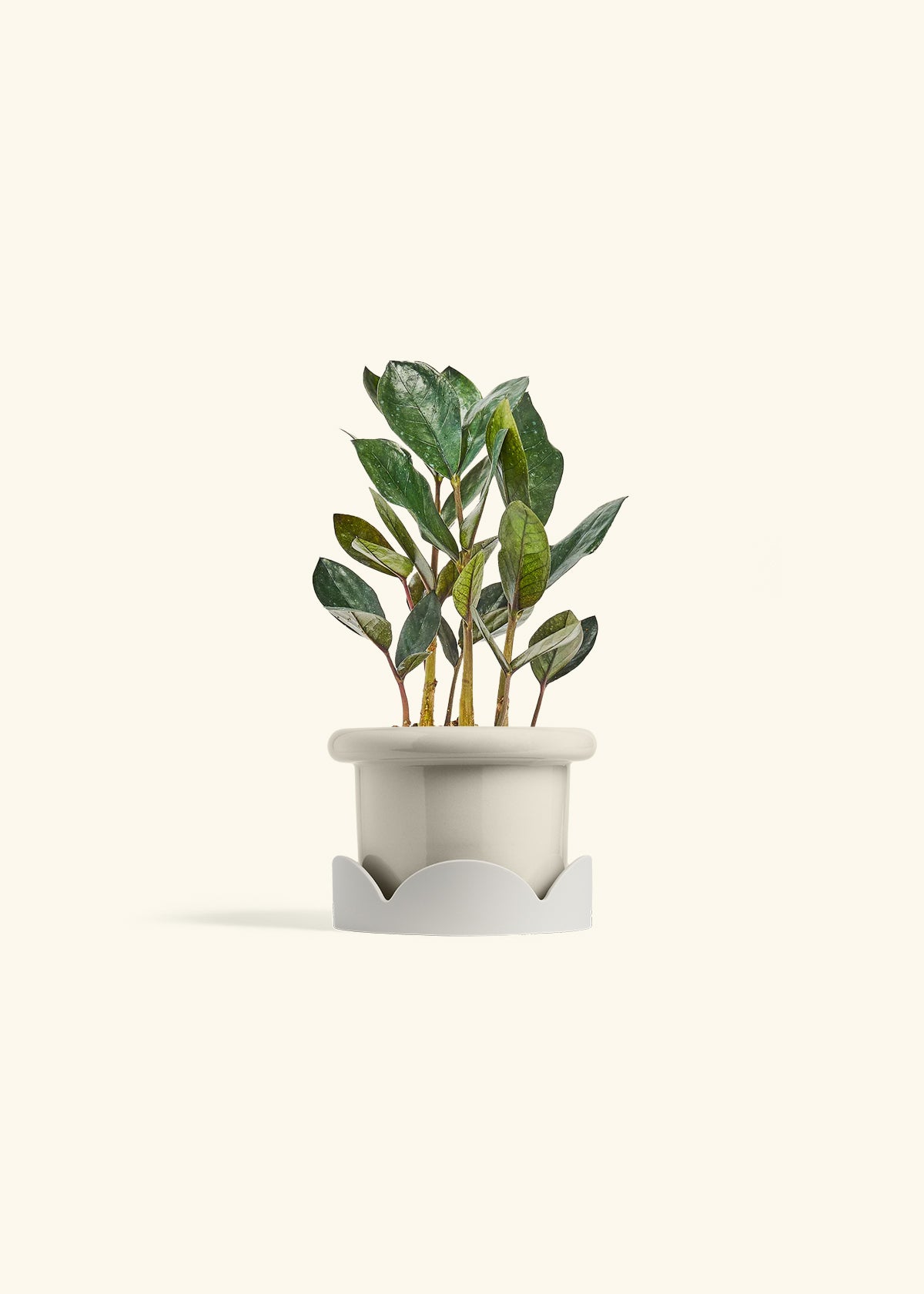Black ZZ Plant in a 4 inches Fat Lip Red Planter in a Oat Petal Drip Tray