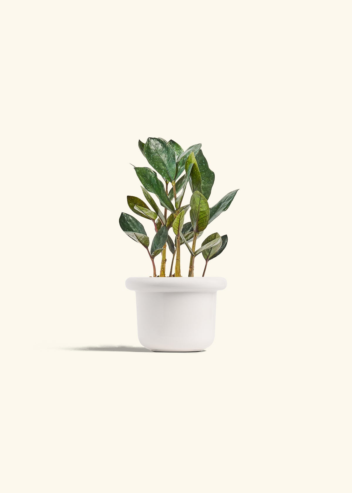 Black ZZ Plant in a 4 inches Fat Lip White Planter 