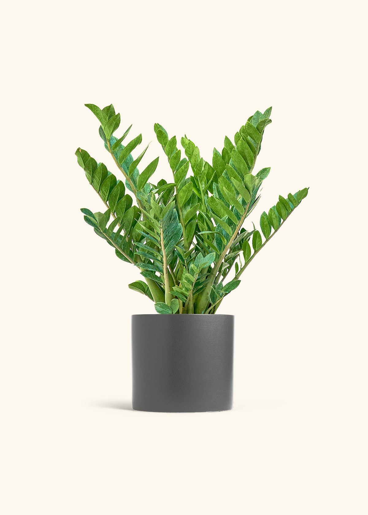 ZZ Plant in a 10 inches Charcoal Classic Cylinder Planter 