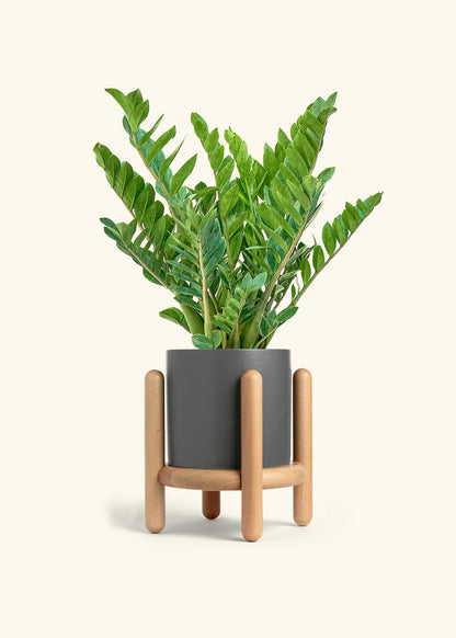 ZZ Plant in a 10 inches Charcoal Classic Cylinder Planter in a Beech Wood Stand