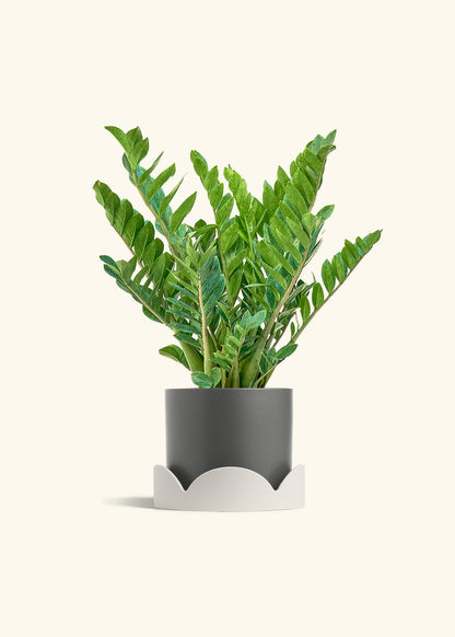 ZZ Plant in a 10 inches Oat Classic Cylinder Planter 
