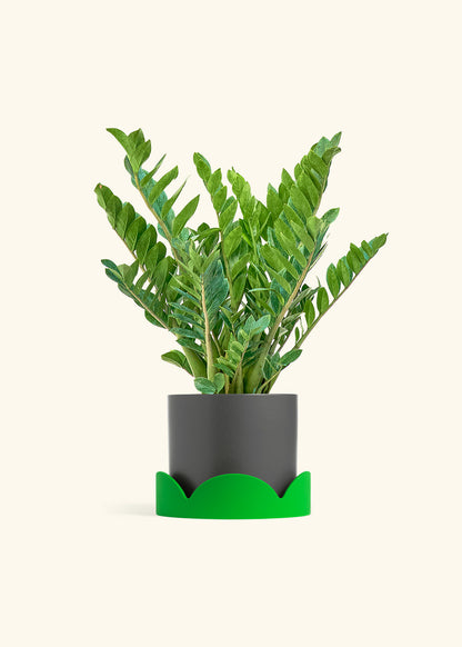 ZZ Plant in a 10 inches Charcoal Classic Cylinder Planter in a Shamrock Petal Drip Tray