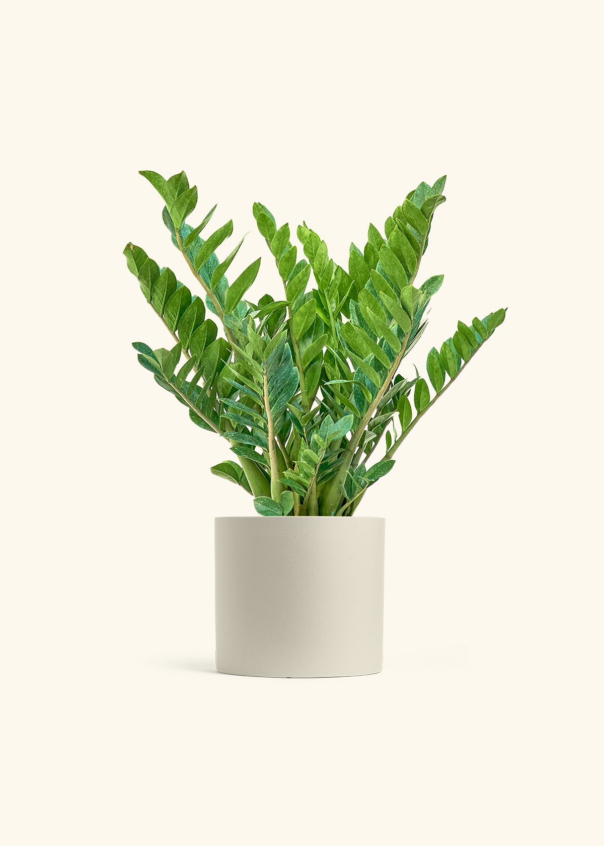 ZZ Plant in a 10 inches Oat Classic Cylinder Planter in a Oat Petal Drip Tray