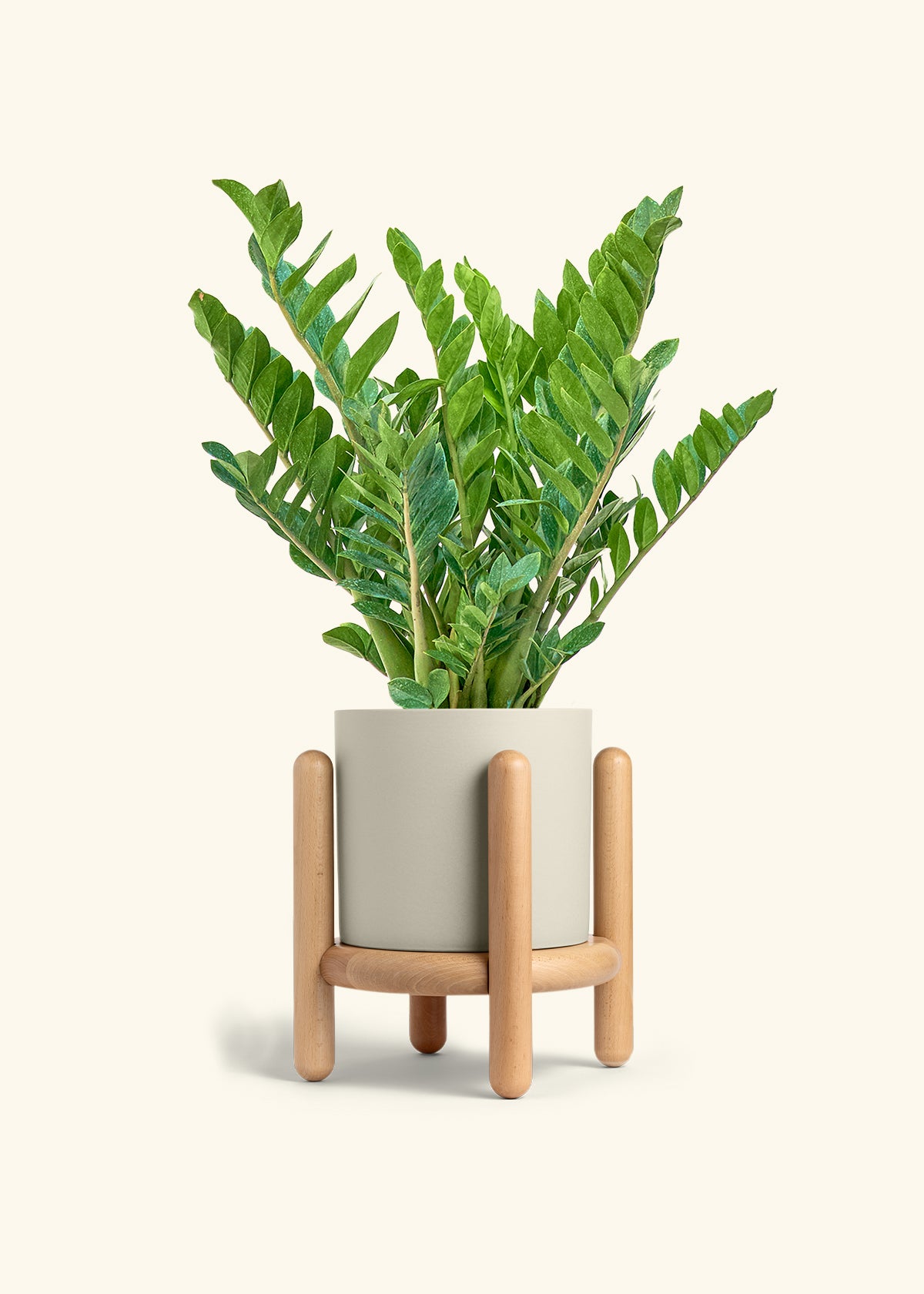 ZZ Plant in a 10 inches Charcoal Classic Cylinder Planter in a Oat Petal Drip Tray