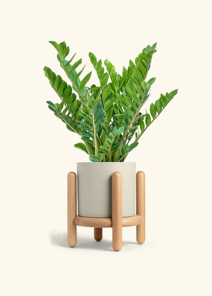 ZZ Plant in a 10 inches Charcoal Classic Cylinder Planter in a Oat Petal Drip Tray