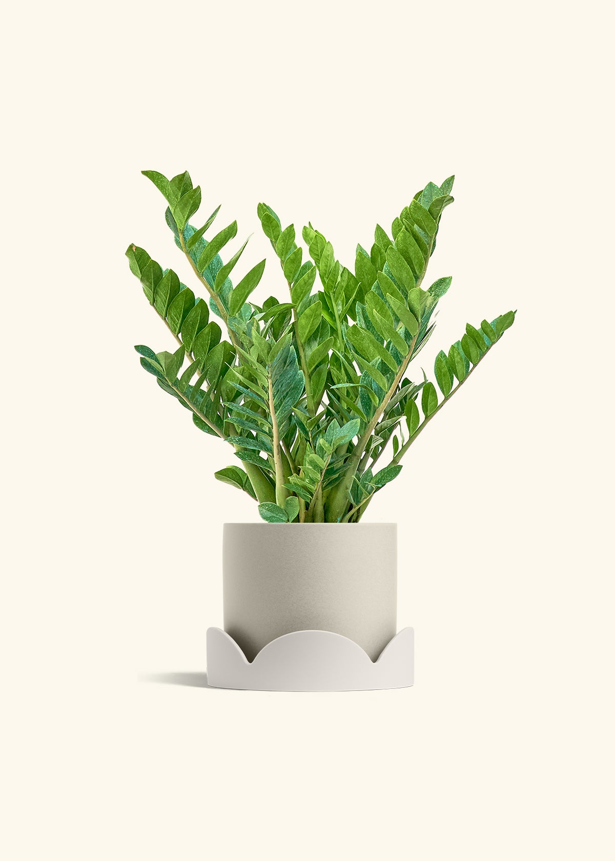 ZZ Plant in a 10 inches Oat Classic Cylinder Planter in a Beech Wood Stand