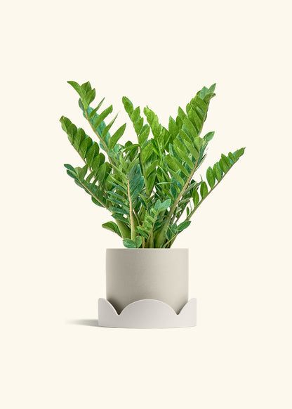 ZZ Plant in a 10 inches Oat Classic Cylinder Planter in a Beech Wood Stand