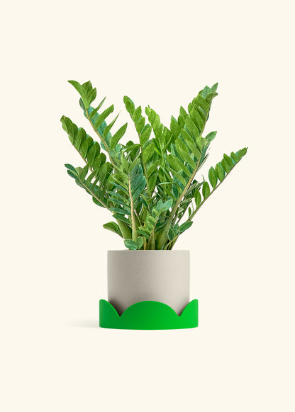 ZZ Plant in a 10 inches Oat Classic Cylinder Planter in a Shamrock Petal Drip Tray