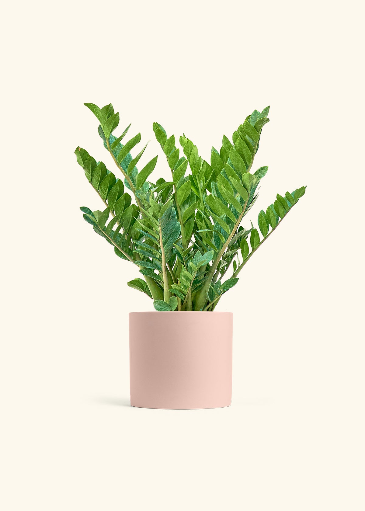 ZZ Plant in a 10 inches Pink Classic Cylinder Planter 