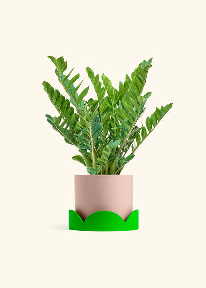 ZZ Plant in a 10 inches Pink Classic Cylinder Planter in a Shamrock Petal Drip Tray