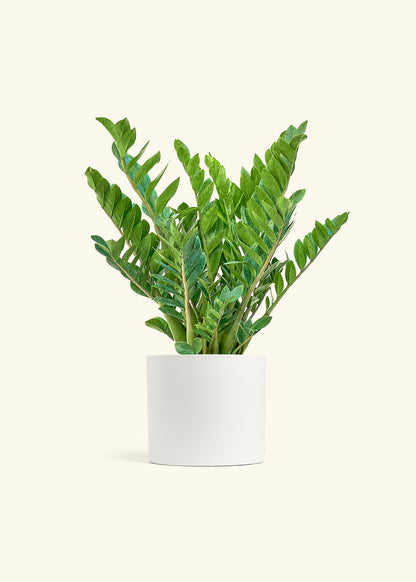 ZZ Plant in a 10 inches White Classic Cylinder Planter in a Shamrock Petal Drip Tray
