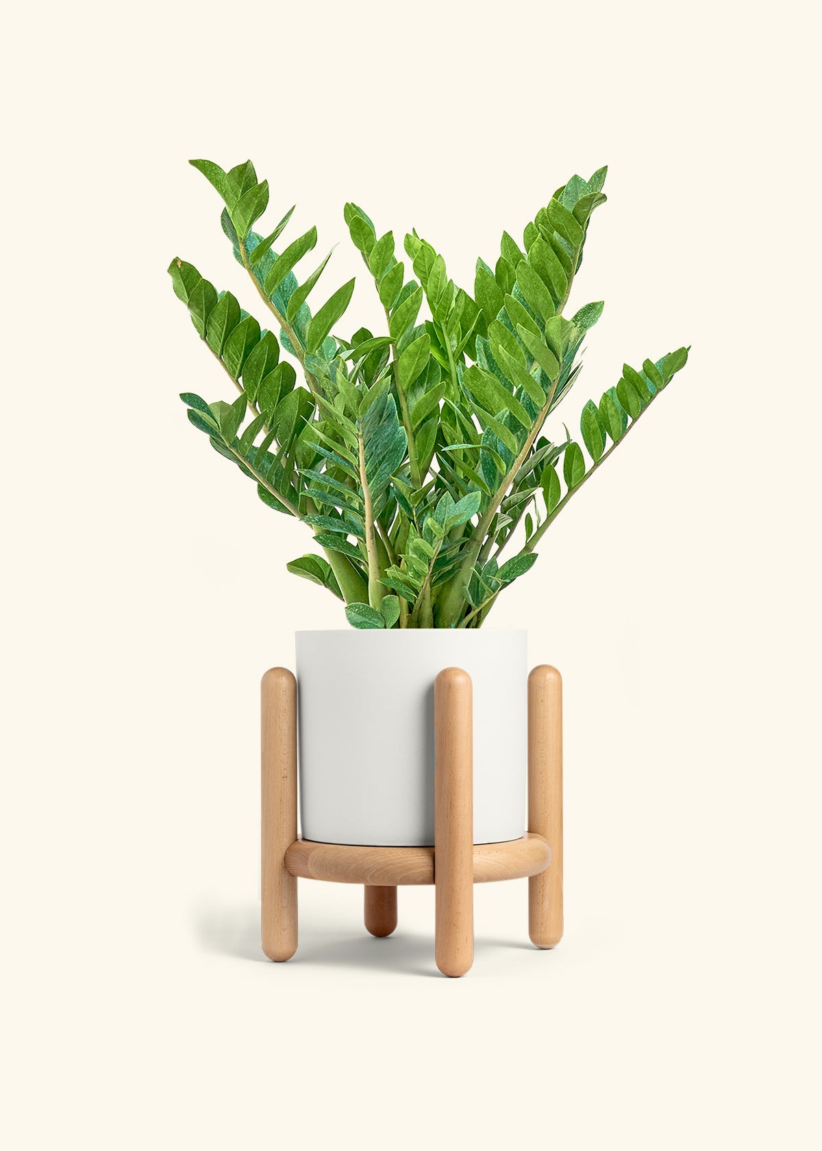 ZZ Plant in a 10 inches White Classic Cylinder Planter in a Beech Wood Stand
