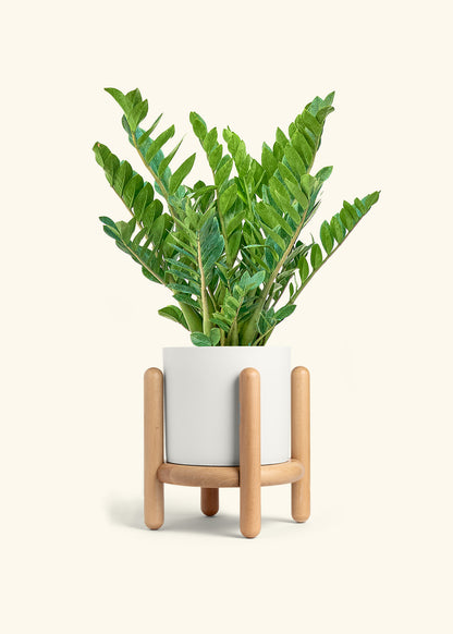 ZZ Plant in a 10 inches White Classic Cylinder Planter in a Beech Wood Stand