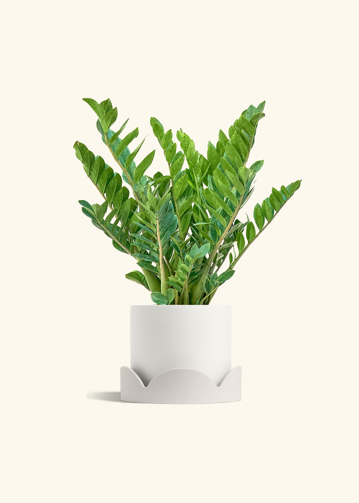 ZZ Plant in a 10 inches White Classic Cylinder Planter in a Oat Petal Drip Tray