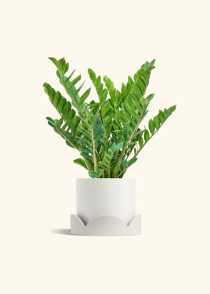 ZZ Plant in a 10 inches White Classic Cylinder Planter in a Oat Petal Drip Tray