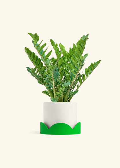 ZZ Plant in a 10 inches White Classic Cylinder Planter 